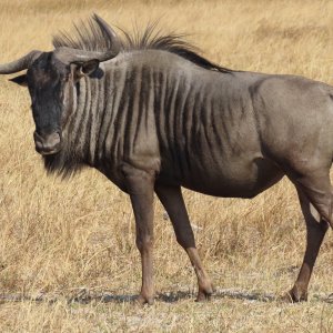 Blue Wildebeest Hunt Botswana