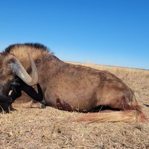 Black Wildebeest Hunt South Africa