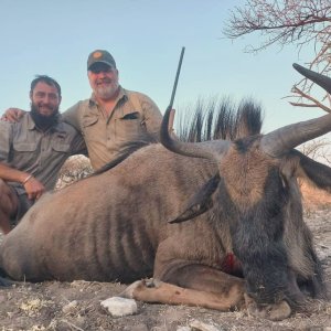 Blue Wildebeest Hunt Botswana