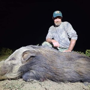 Bushpig Hunt Eastern Cape South Africa