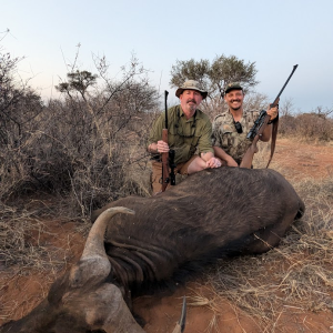 Buffalo Cow Hunt South Africa