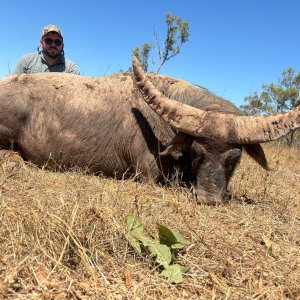 Australia Water Buffalo Hunt