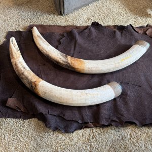 Elephant Tusks & Hide