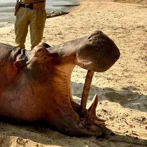 Hippo Hunt Zambia