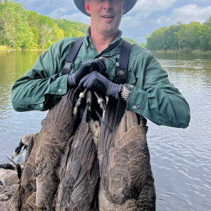 Canada Goose Hunting