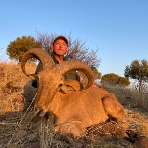 Barbary Ram Hunt South Africa