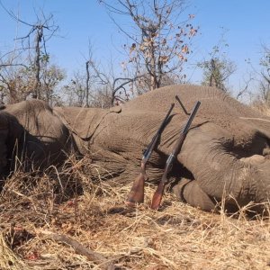 Elephant Hunt Limpopo Province South Africa