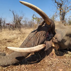 Elephant Hunt Limpopo Province South Africa