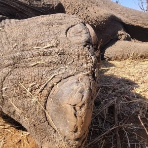 Elephant Foot