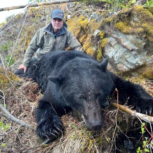 Vancouver Island Black Bear