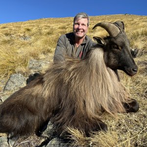 New Zealand Tahr