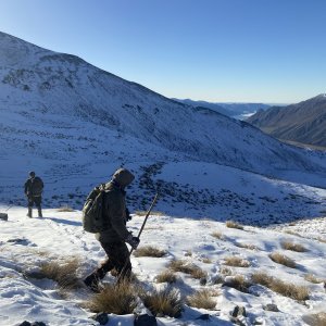 New Zealand Tahr Hunting