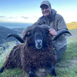 New Zealand Arapawa Ram