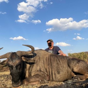 Blue Wildebeest Hunt South Africa