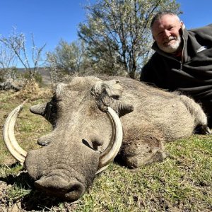 Warthog Hunt Karoo South Africa