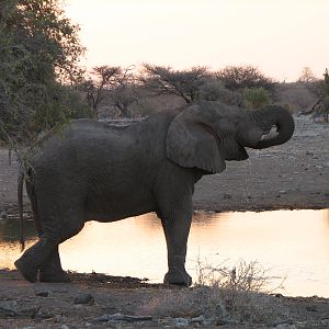 Elephant Etosha Namibia