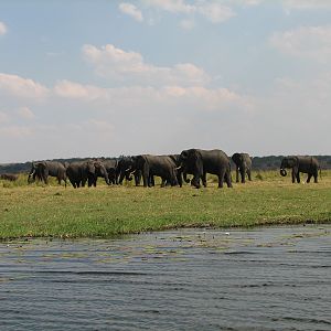 Elephant Caprivi Namibia