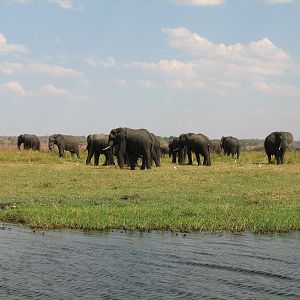 Elephant Caprivi Namibia