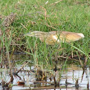 Caprivi Namibia