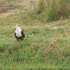 Fishing Eagle Caprivi Namibia