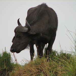 Buffalo Caprivi Namibia