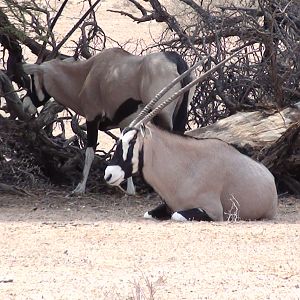 Gemsbok Namibia