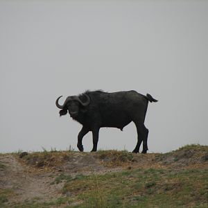 Buffalo Caprivi Namibia