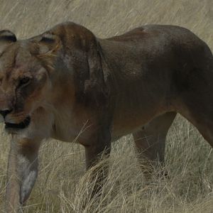 Lion Namibia