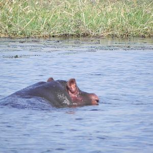 Hippo Caprivi Namibia