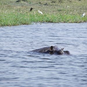 Hippo Caprivi Namibia