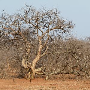 Tree Namibia