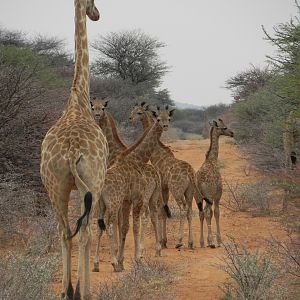 Giraffes Namibia