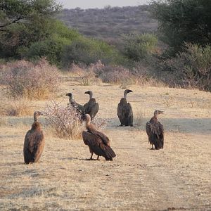 Vultures Namibia