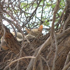 African Wild Cat Namibia