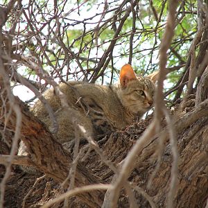 African Wild Cat Namibia