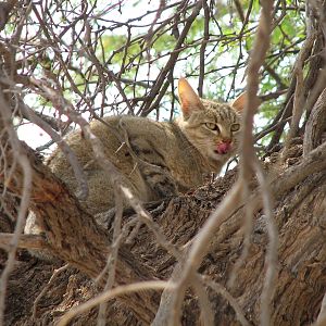 African Wild Cat Namibia