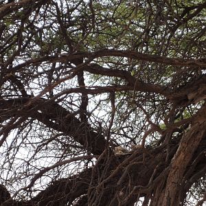 African Wild Cat Namibia