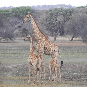 Giraffes Namibia