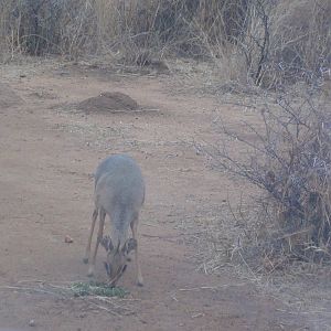 Damara Dik Dik Namibia