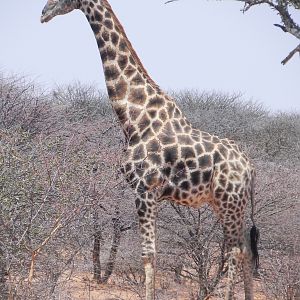 Giraffe Bull Namibia