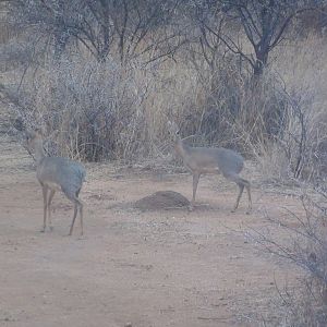 Damara Dik Dik Namibia