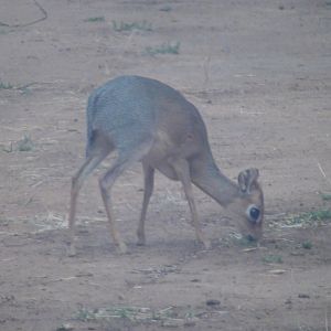 Damara Dik Dik Namibia