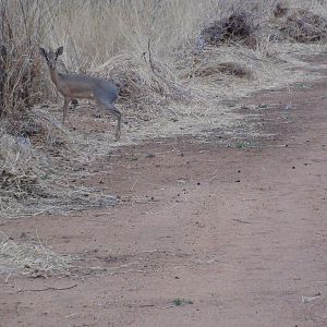 Damara Dik Dik Namibia