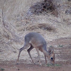 Damara Dik Dik Namibia