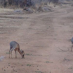 Damara Dik Dik Namibia