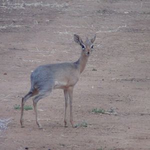 Damara Dik Dik Namibia