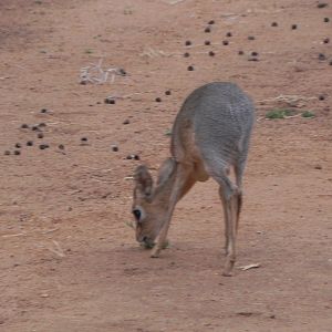 Damara Dik Dik Namibia