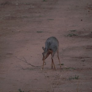 Damara Dik Dik Namibia