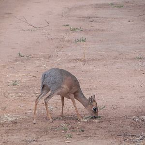 Damara Dik Dik Namibia