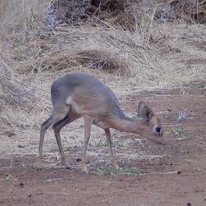 Damara Dik Dik Namibia